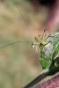 Phaneroptera sp.